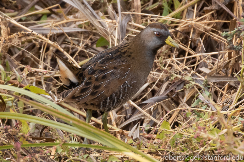 palo alto baylands